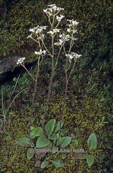 micranthes californica 2 graphic